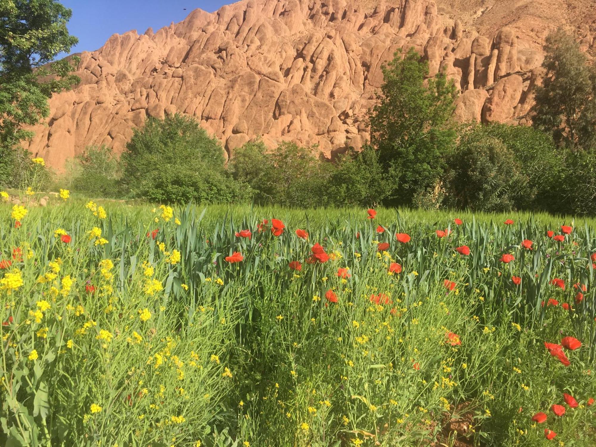 Tafsut Dades Guesthouse Stay With Locals Tamellalt  Exterior foto